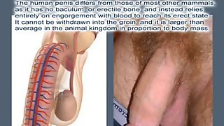 A study of the human penis